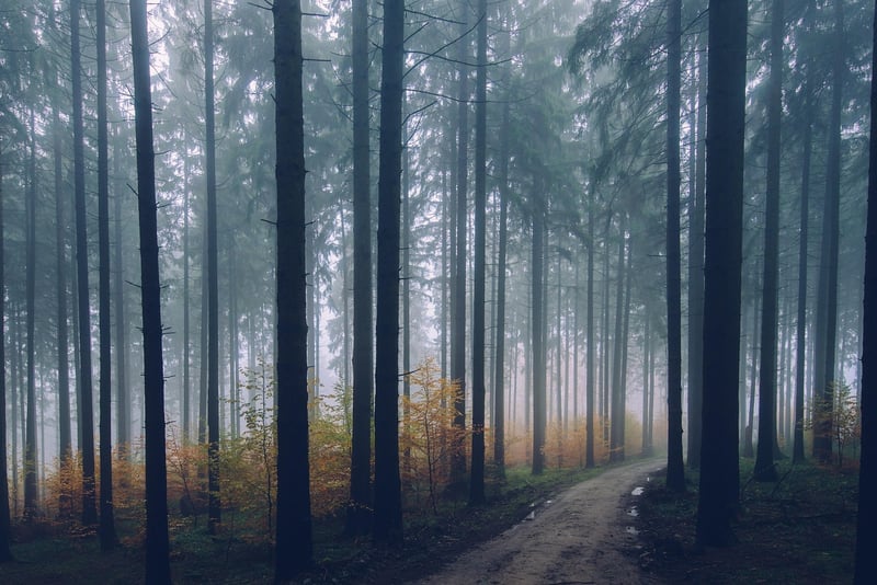 Walking Meditation